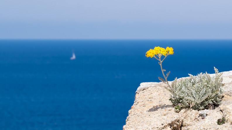 Immortelle corse - Alternative Santé