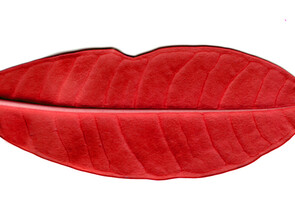 Herpès labial ou génital : les traitements naturels pour prévenir ou traiter rapidement la crise