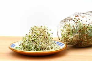 graines germées de luzerne (alfalfa)