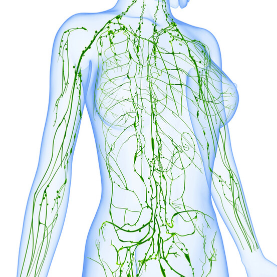 1,5 à 2 litres de lymphe circulent dans le réseau lymphatique 