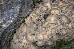 Le maïtaké, champignon médicinal riche en bêta-glucanes