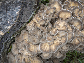 Le maïtaké, champignon médicinal riche en bêta-glucanes