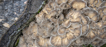 Les bêta-glucanes, l’arme secrète des champignons qui soignent  - Alternative Santé