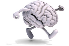Le cerveau participe activement à la marche