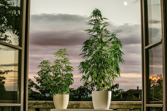 Légalisation du cannabis thérapeutique : la France entre retard et espoir