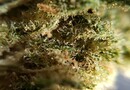 Cannabis sativa L. : aussi fascinante qu’inquiétante