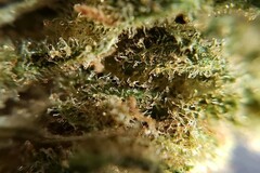 Cannabis sativa L. : aussi fascinante qu’inquiétante