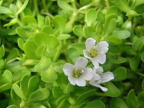 Le bacopa monnieri augmente significativement les capacités de mémorisation quelque soit l