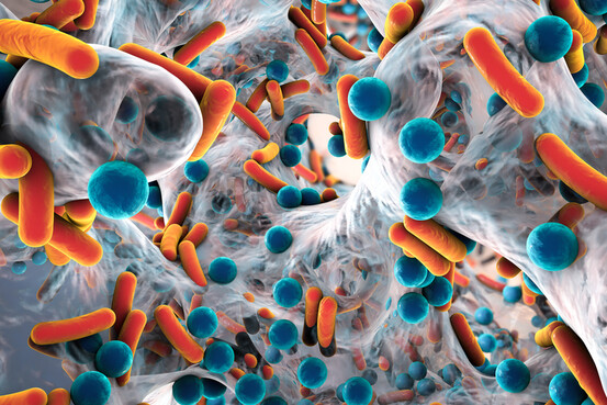 Le biofilm d'une bactérie antibiorésistante