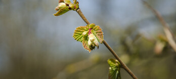 Perte de poids : les bourgeons à la rescousse - Alternative Santé