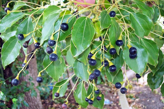 Ravintsara (Cinnamomum camphora)