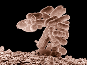 Escherichia coli, une bactérie naturellement présente dans l'intestin