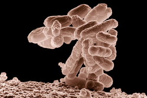 Escherichia coli, une bactérie naturellement présente dans l'intestin