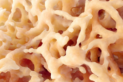 Des probiotiques contre l’ostéoporose