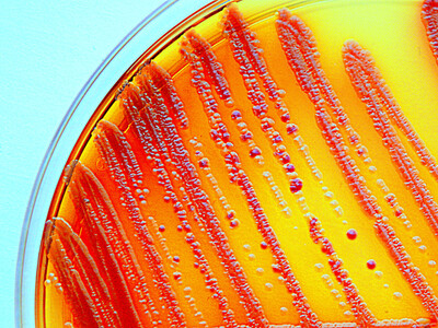 Culture d'endobactéries en laboratoire