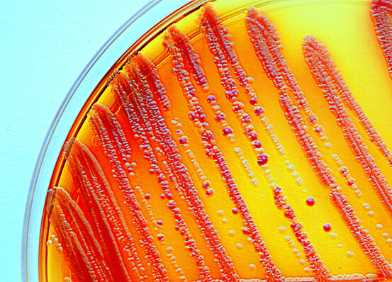 Culture d'endobactéries en laboratoire