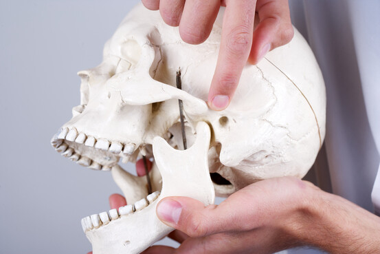 L'articulation temporo-mandibulaire est l’une des articulations les plus complexes du corps humain.