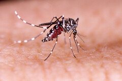 Le mosutique Aedes aegypti peut transmettre dengue, zika et chikungunya