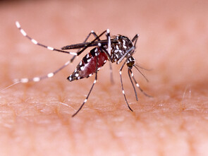 Le mosutique Aedes aegypti peut transmettre dengue, zika et chikungunya