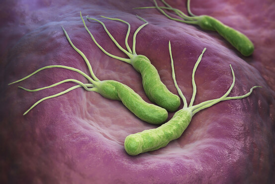 Bactéries Helicobacter pylori sur la paroi de l'estomac