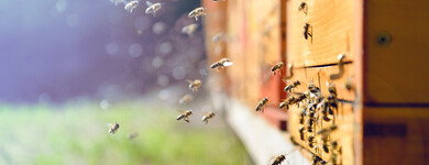 Apithérapie, les abeilles nous soignent