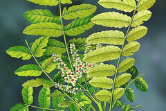 Quid des médecines naturelles dans le cas du cancer colorectal ?