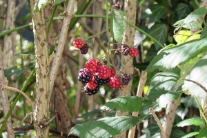 Le framboisier est la plante de la femme : il apporte de nombreux bienfaits sur l’équilibre de la santé féminine.