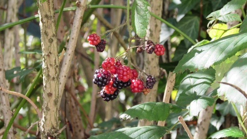 Le framboisier est la plante de la femme : il apporte de nombreux bienfaits sur l’équilibre de la santé féminine. - Alternative Santé