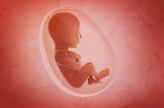 Les fœtus ayant été en contact avec le 17-OHPC ont deux fois plus de risque de développer un cancer à l'âge adulte. 
