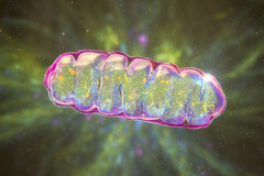 Le NAD+, carburant de nos mitochondries