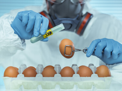 Des oeufs cfréquemment ontaminés aux polluants chimiques