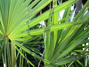 Le palmier nain de Floride est utile pour diminuer les risques prostatiques.