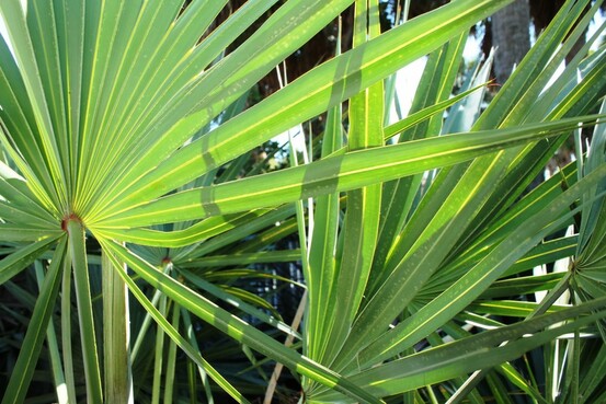 Le palmier nain de Floride est utile pour diminuer les risques prostatiques.
