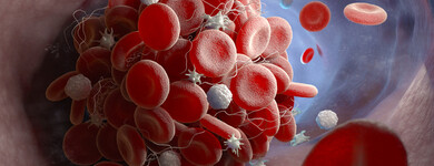 Les plaquettes sont connues pour leur rôle dans la coagulation du sang.