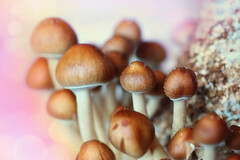 La psilocybine est issue de champignons hallucinogènes