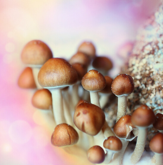 La psilocybine est issue de champignons hallucinogènes