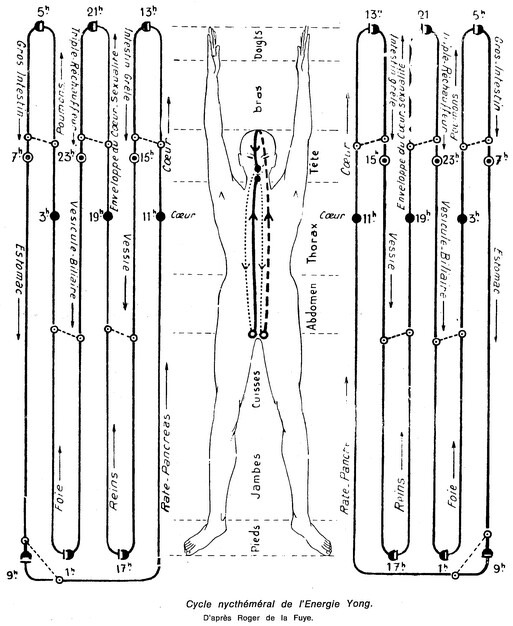 rythme nycthemeral