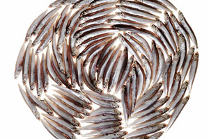 Les sardines, protectrices du cerveau