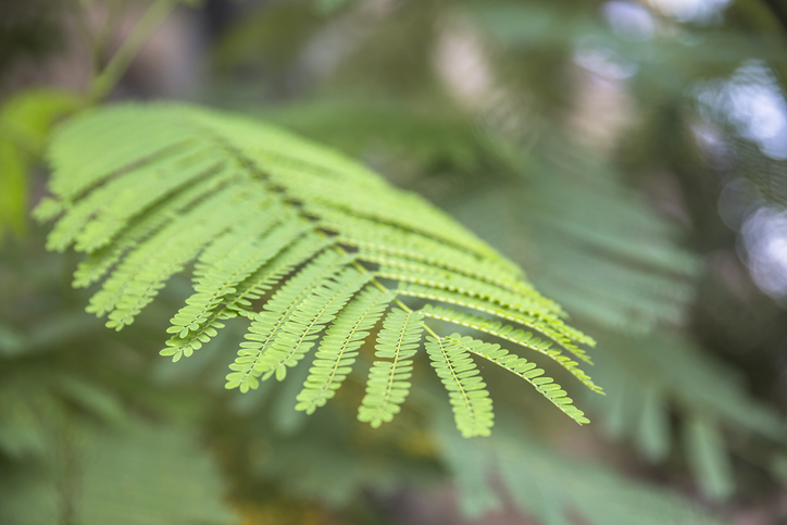 La feuille de moringa, un secret ayurvédique ancestral pour la santé